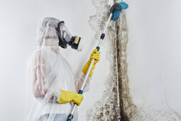 Best Water Damage & Mold Remediation  in Cambria, IL